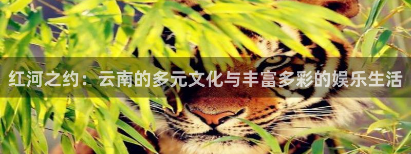 壹号大舞台入口：红河之约：云南的多元文化与丰富多彩的娱乐生活